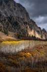USA-Colorado. Light dappled Aspen forests-Kebler Pass-Gunnison National Forest Art Print
